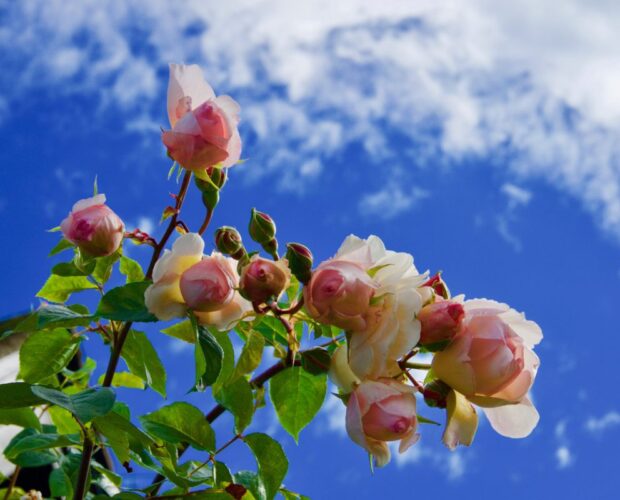 Storia di un uccellino