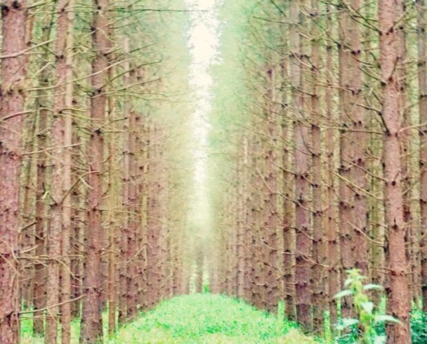 Giorgio Caproni, la poesia resiste