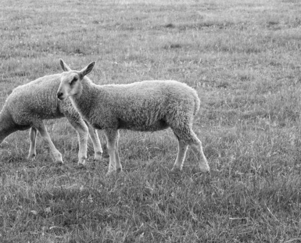 Morte, vita e miracoli di un Villaggio-pecora