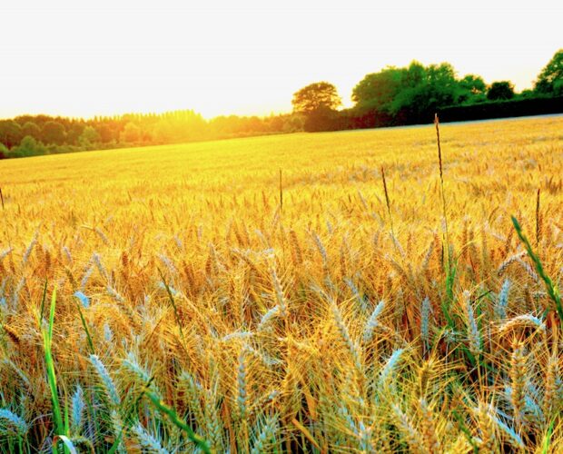 Ovidio e la classicità dei linguaggi