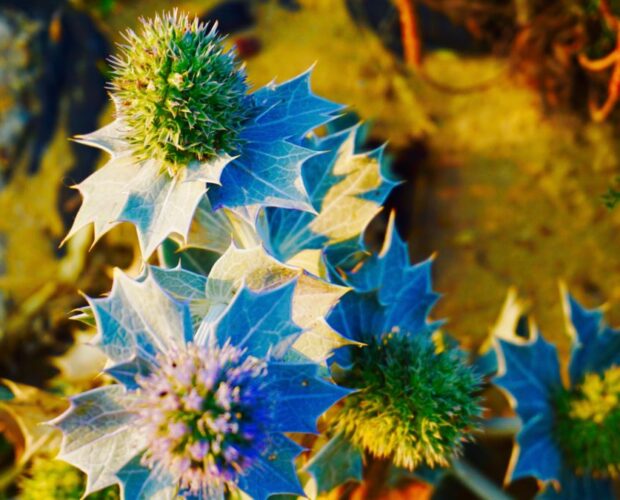 Da Arsenio Lupin alle orchidee parassite