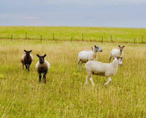 La tovaglia di Dacia