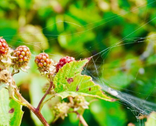 Il Girasole del vero ed unico Barbanera