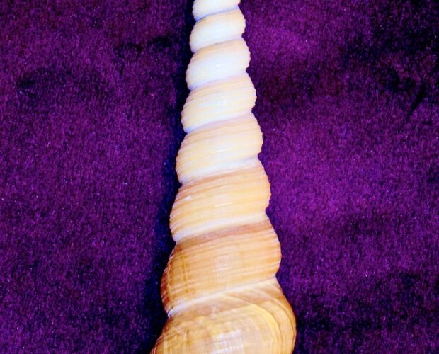 Mereu, Prima della pioggia