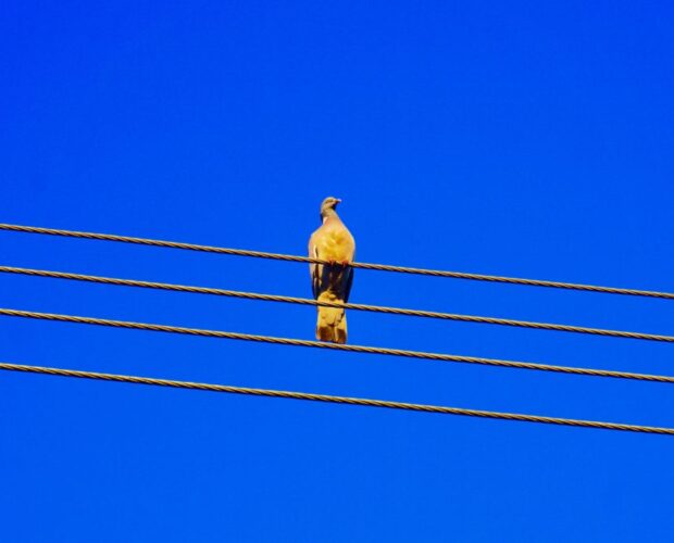 Dante, Casella, (parte I)