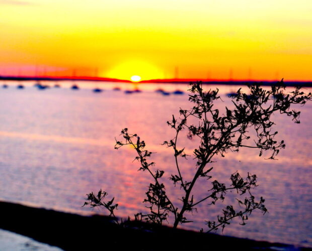 Labirinto, spora, madri, ali