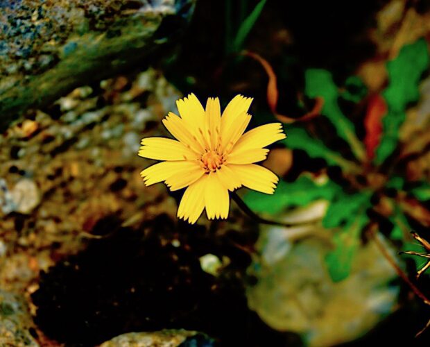 Comunità Arbereshe in Italia