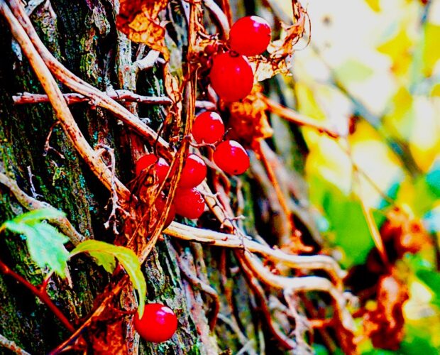 Il prologo, la fine e l'antefatto