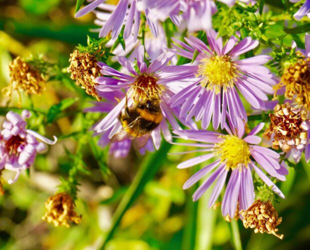 Bucoliche, economie mimetico-drammatiche