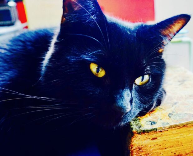 Veganesimo e false opinioni