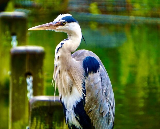 Venere lesa sparo di luce