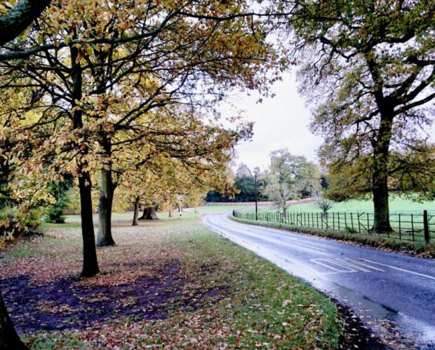 I puntelli delle siepi