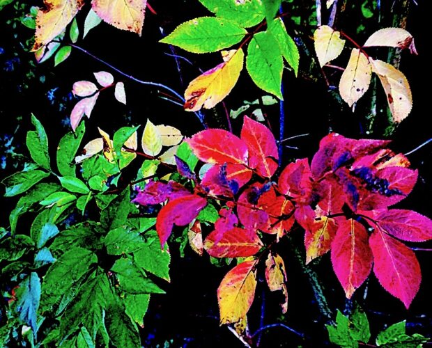 Cenni, manifesto rustico-letterario