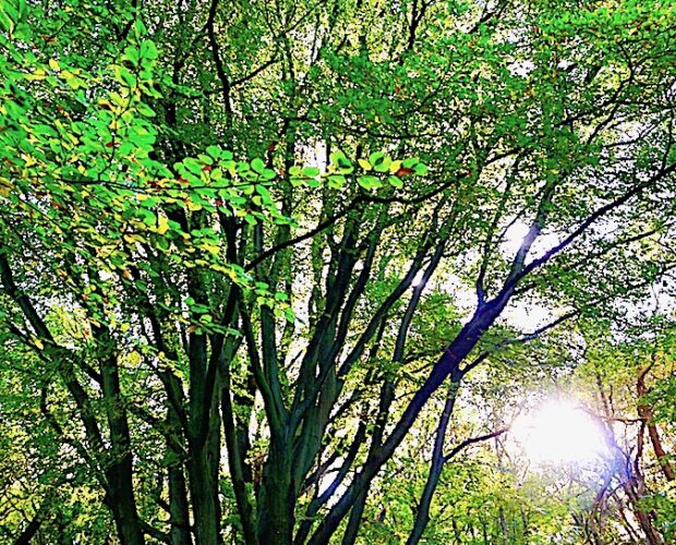 Tra lingua e dialetto in Calabria