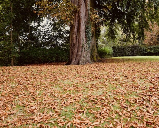 glI stercopitechi che girano la notte