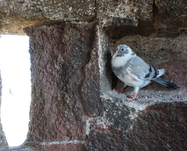 La compagnia del corvo e gli ingredienti del fantasy