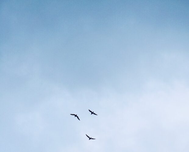 Augusto Romano e una vena letteraria marcata e profonda