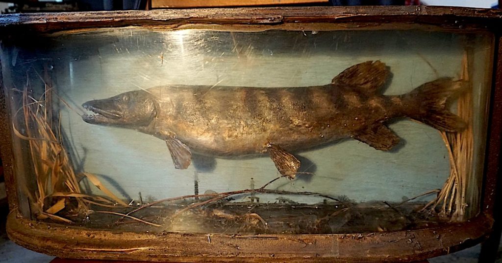 Antique cased taxidermy pike fish, 1800 (sold) • Antiche Curiosità