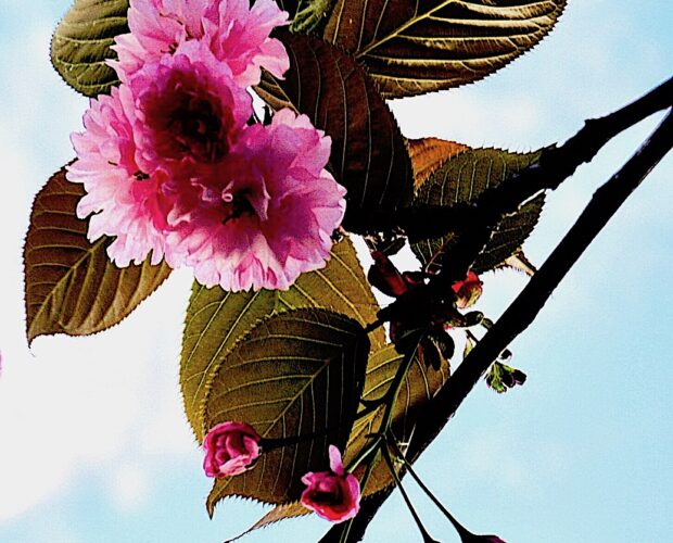 25 aprile, festeggiamo la democrazia corrotta