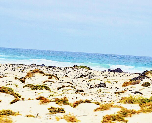 Canne al vento, alchimie