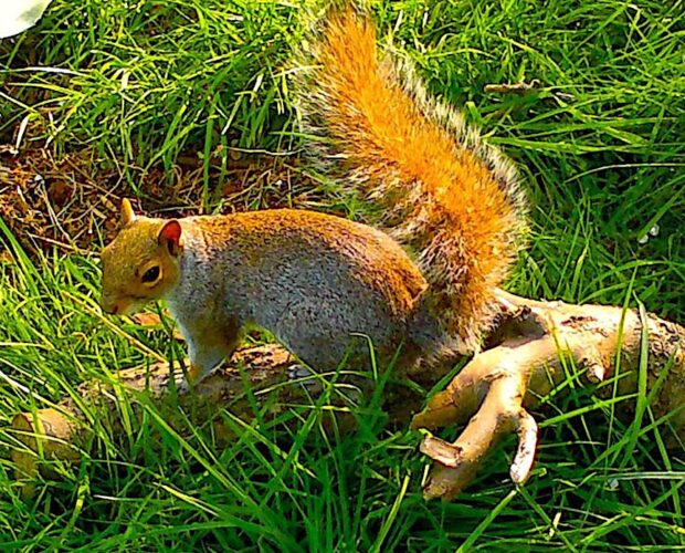 uno scoiattolo mi teneva al siero