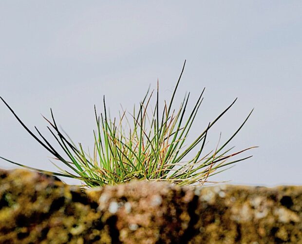 Baudelaire, alchimia del dolore