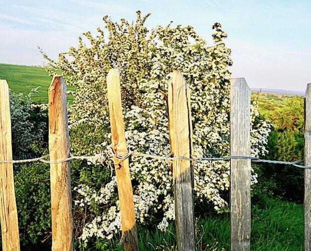 saggi baroni e personaggi inquietanti
