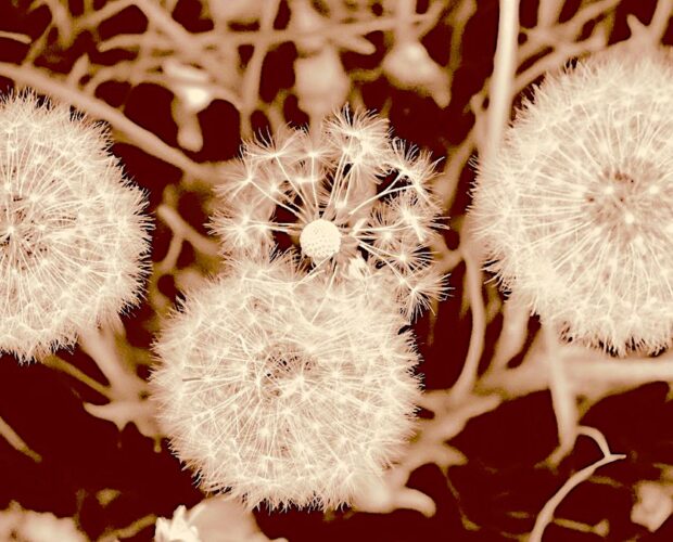 Anna Goldi, l'ultima strega europea