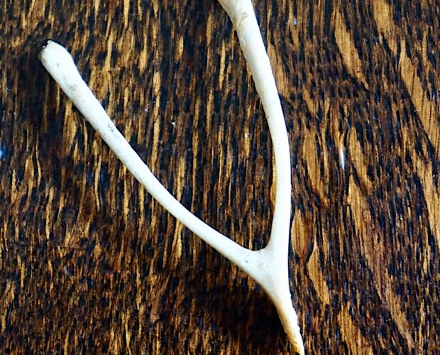 Osso desiderio, wishbone etrusco