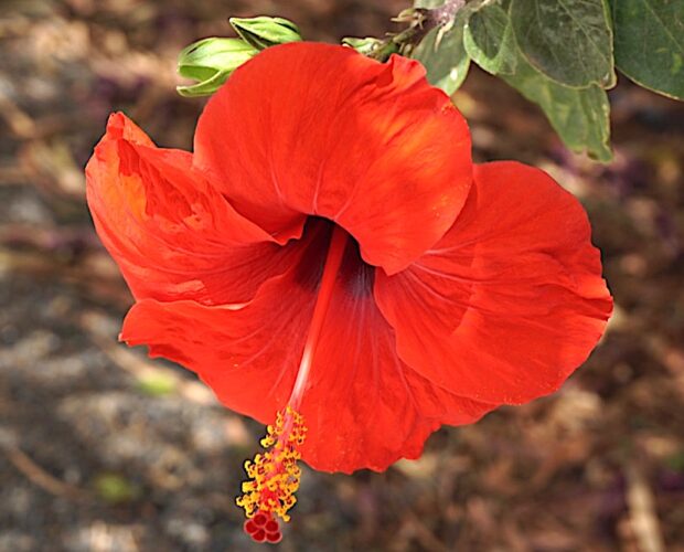 Ho scambiato una scintilla per un incendio