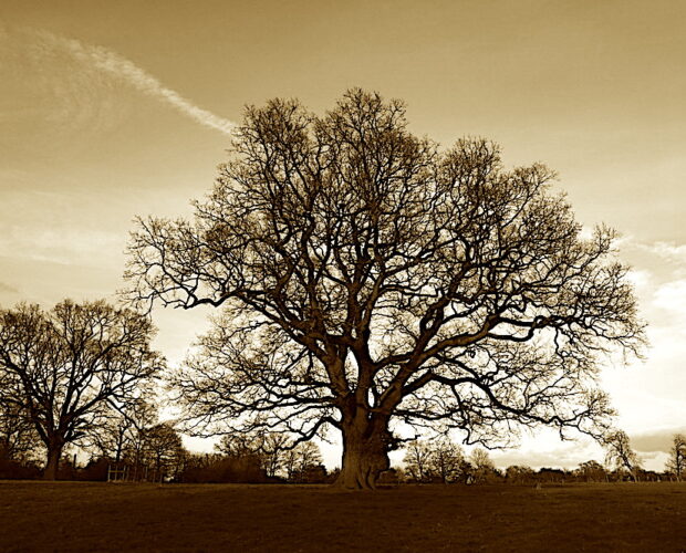 Altamira, visionari prevedono il futuro