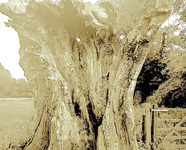 Immortalità, bluff, religione, cultura