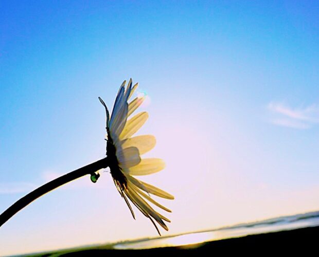 campi flessi, signori, signore, comprate