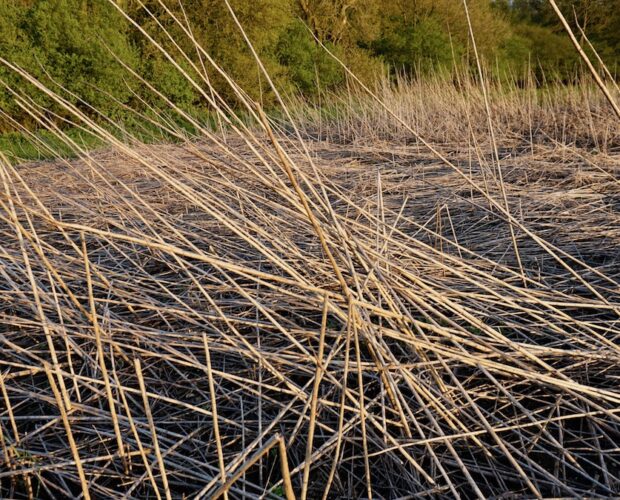 Festa della mamma e catto-fascismo italico