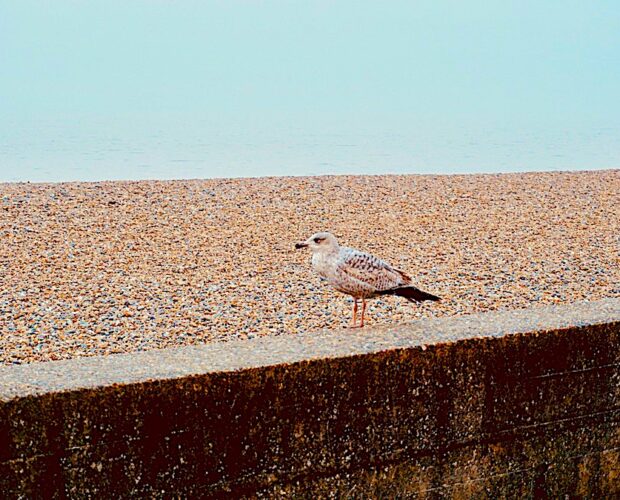 Aver capito il gioco! 