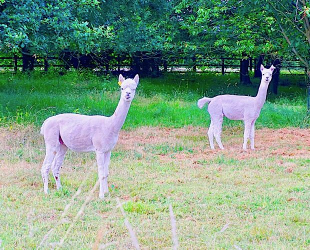 L'antropomorfizzazione degli animali è isterica tortura