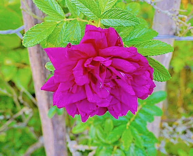 Il diavolo ha chiuso la porta