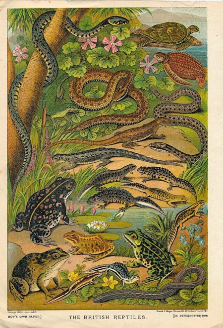 Antique Chromolith, The British Reptiles, 1890