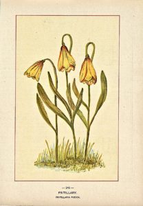 Vintage Print, Fritillary, Fritillaria Pudica, 1904