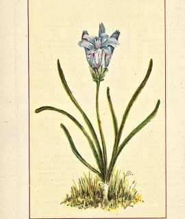 Vintage Print, Androstephium Violaceum, 1909