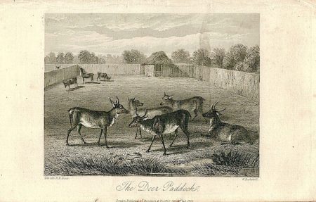 Antique Engraving Print, The Deer Paddock, 1855