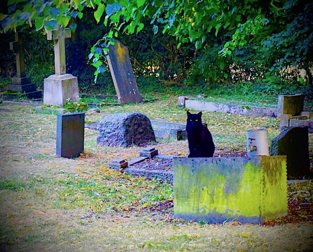 Che avrà in testa Pinko Pallo?