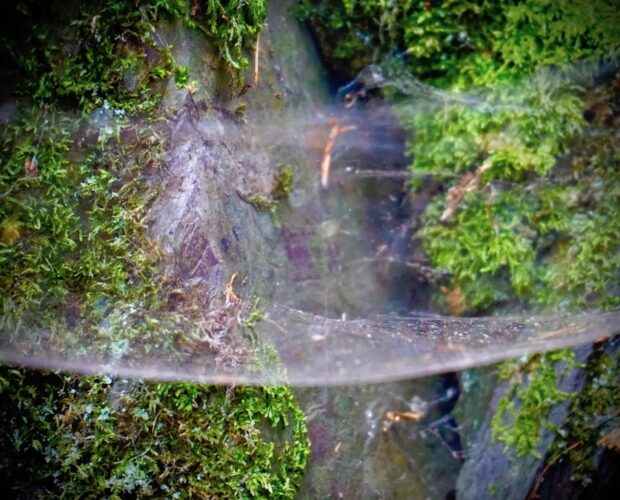 L'Arberia tarantina e le minoranze etnico-linguistiche