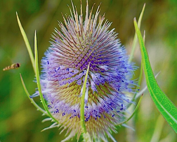 Metafora di un percorso antropologico