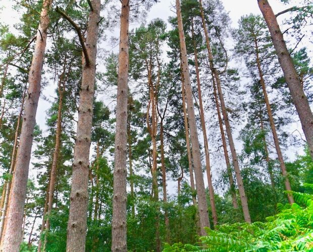 Pavese, scrittore osteggiato, suicidio
