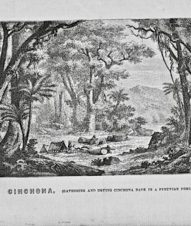 Antique Engraving Print, Cinchona in a Peruvian Forest, 1867