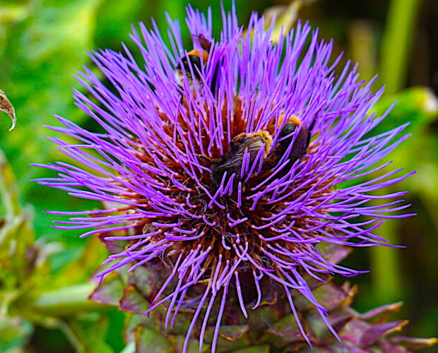 La pazienza di Penelope e il tragico di Didone