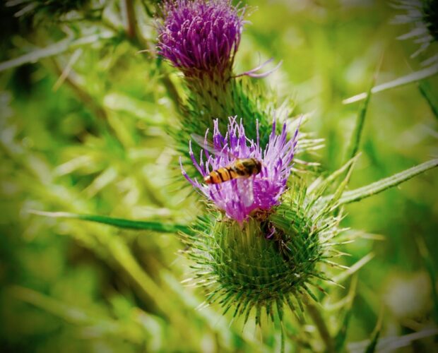 La delazione, media totalitari