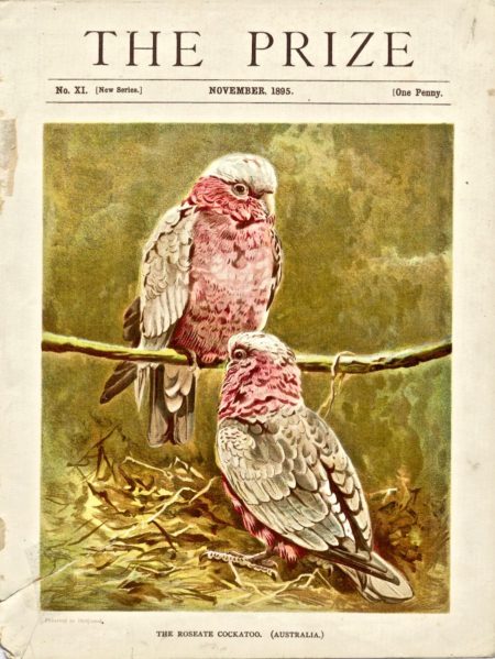 Antique print, The Roseate Cockatoo, 1895