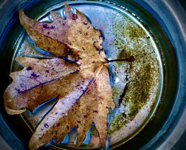 Scusi, signora, è truzza?